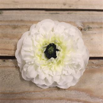 Zinnienblüte Creme, 12 Stk 371195-26