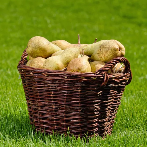 Korb mit zwei Griffen, 067040/30