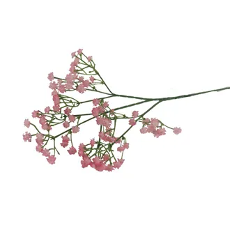 Schleierkraut X4917-07