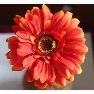 Gerbera Rot X5786-08