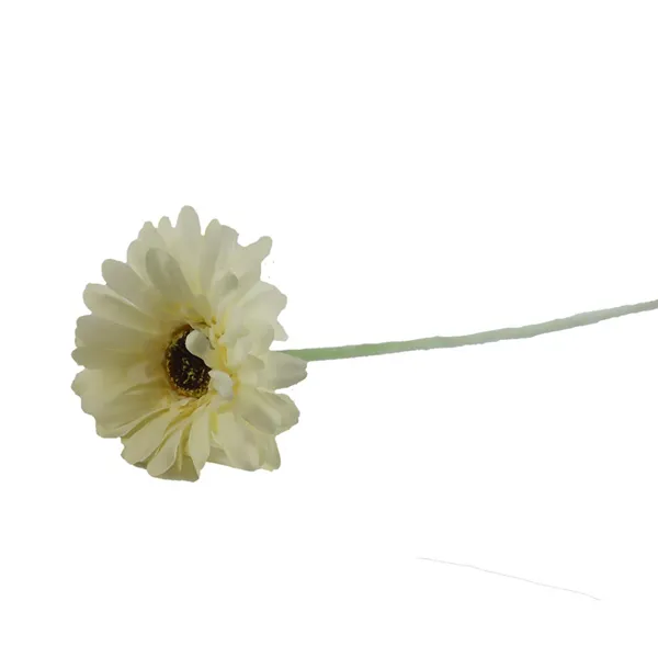 Gerbera cremefarbig X5786-26