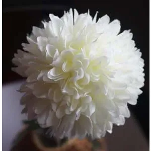Chrysantheme, weiß X5787-01