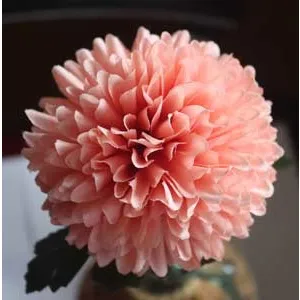 Chrysantheme rosa X5787-07