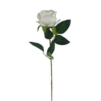 Rose weiß X5791-01