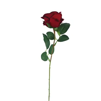 Rose rot X5791-08
