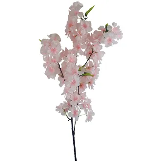 Blütenkirsche X6956-06