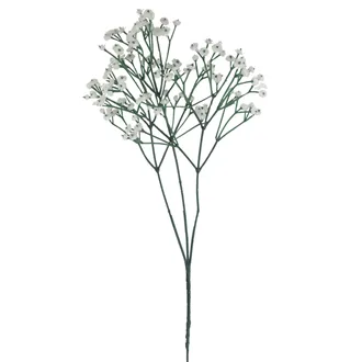 Schleierkraut X7890-01