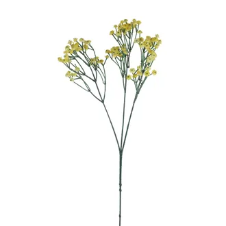  Schleierkraut X7890-02