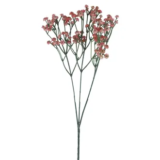 Schleierkraut X7890-05