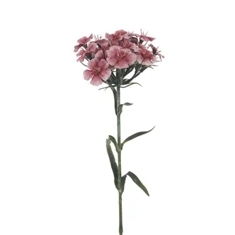 Nelken X6858-05