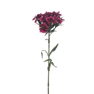 Nelken X6858-09